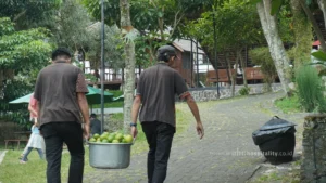 lemon2