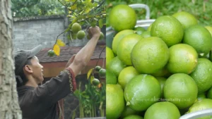 lemon3